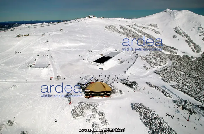 : Mount Buller Alpine Resort Mount Buller Alpine : Mount Buller Alpine Resort Mount Buller Alpine