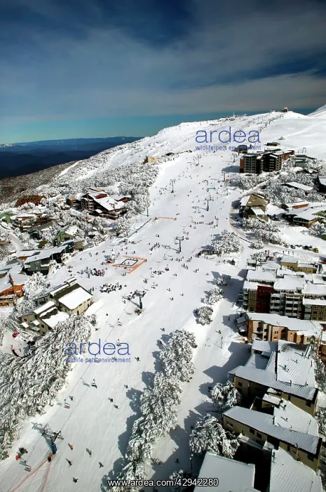 : Mount Buller Alpine Resort Mount Buller Alpine : Mount Buller Alpine Resort Mount Buller Alpine