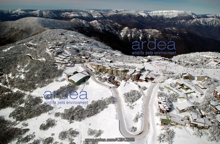 : Mount Buller Alpine Resort Mount Buller Alpine : Mount Buller Alpine Resort Mount Buller Alpine