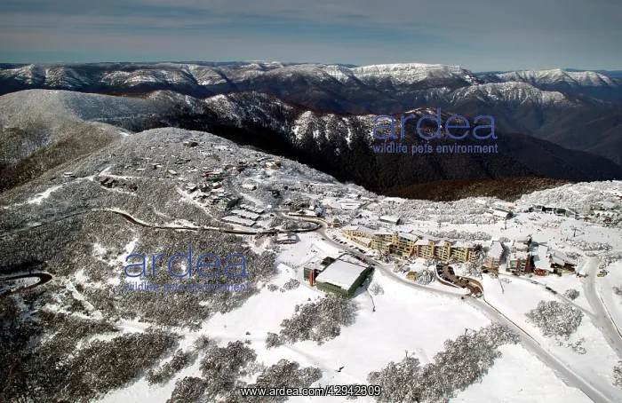 : Mount Buller Alpine Resort Mount Buller Alpine : Mount Buller Alpine Resort Mount Buller Alpine