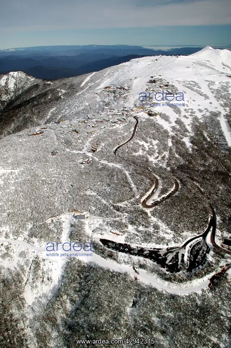 : Mount Buller Alpine Resort Mount Buller Alpine : Mount Buller Alpine Resort Mount Buller Alpine