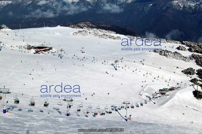 : Mount Buller Alpine Resort.view from Mt Buller : Mount Buller Alpine Resort.view from Mt Buller