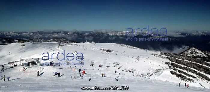 : Mount Buller Alpine Resort.view from Mt Buller : Mount Buller Alpine Resort.view from Mt Buller