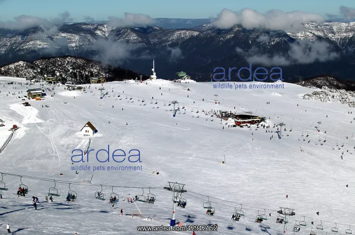  : Mount Buller Alpine Resort.view from Mt Buller