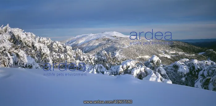 : Mount Buller and Buller Village Ski Resort : Mount Buller and Buller Village Ski Resort