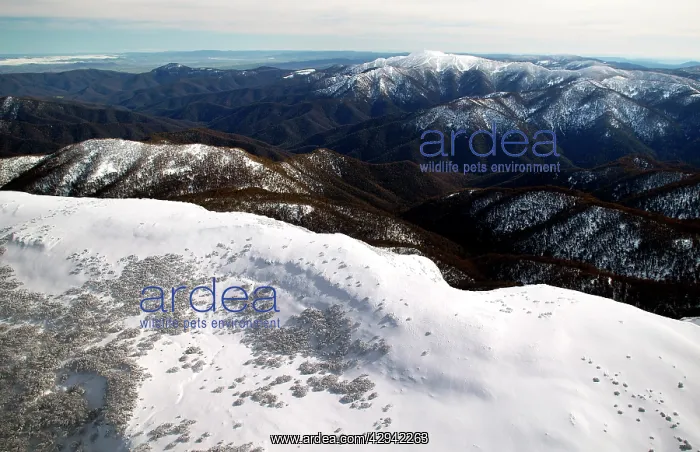 : Mount Buller from Mount Stirling. Northeastern : Mount Buller from Mount Stirling. Northeastern