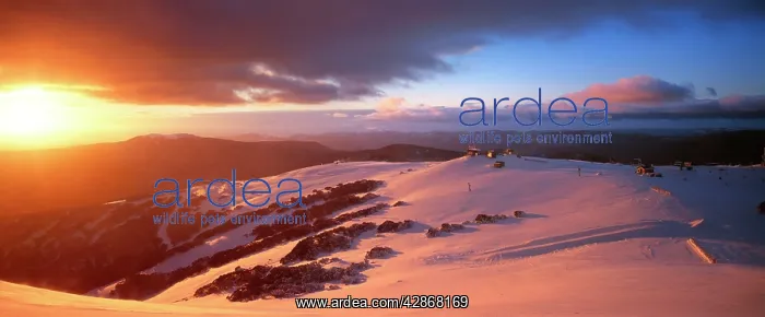 : Mount Buller Ski Resort : Mount Buller Ski Resort