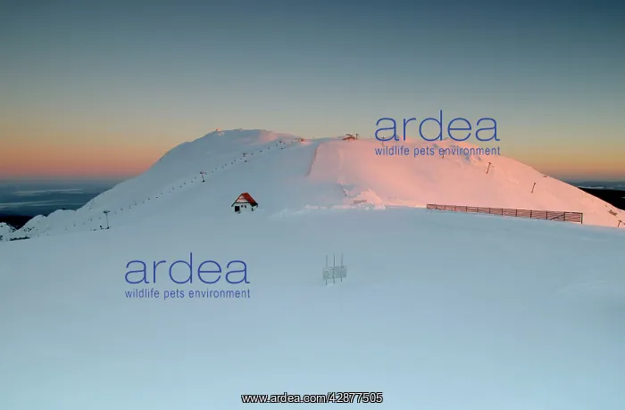 : Mount Buller Ski Resort : Mount Buller Ski Resort