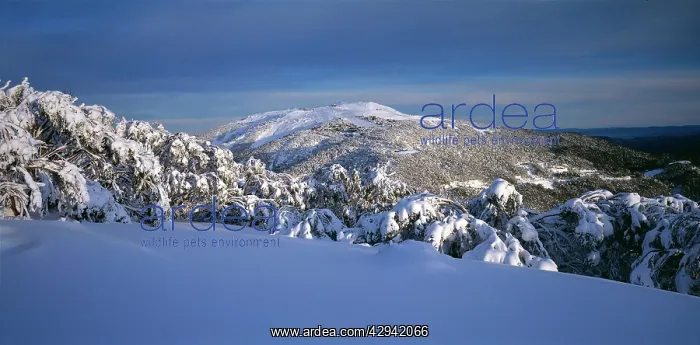 : Mount Buller ski resort from Corn Hill Mount Buller : Mount Buller ski resort from Corn Hill Mount Buller