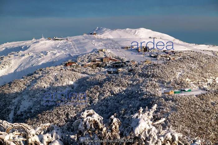: Mount Buller Ski Resort from Corn Hill.Mount Buller : Mount Buller Ski Resort from Corn Hill.Mount Buller