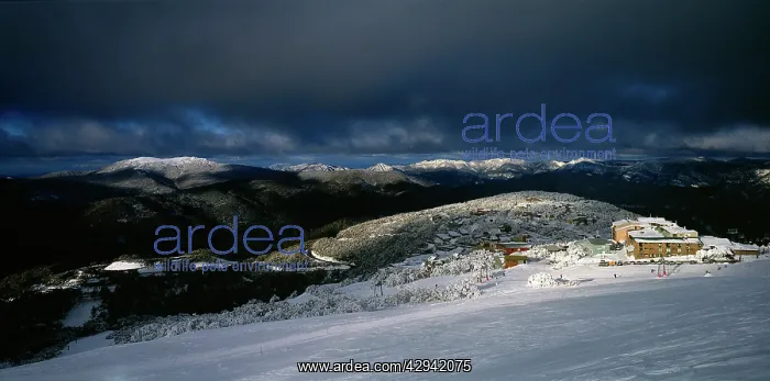 : Mount Buller ski resort Mount Buller Alpine Resort : Mount Buller ski resort Mount Buller Alpine Resort