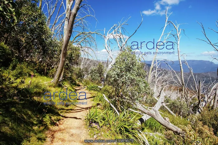 : Mount Buller walking and biking trail known as Split R : Mount Buller walking and biking trail known as Split R
