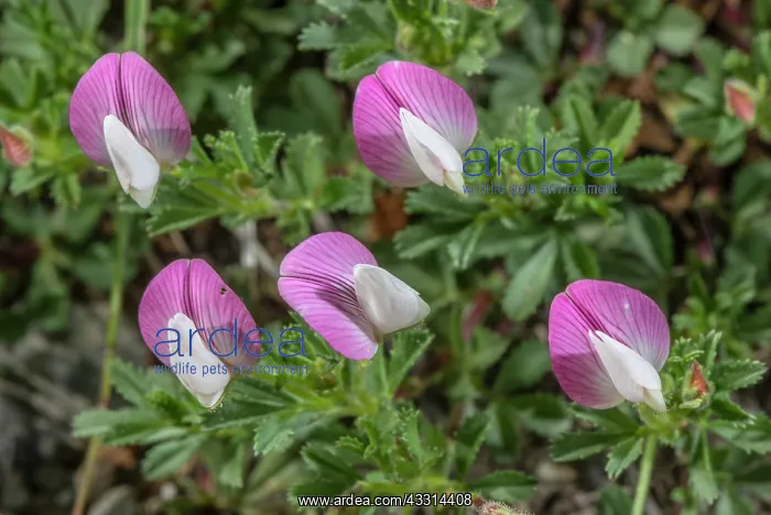  : Mount Cenis Restharrow, Ononis cristata, in flow