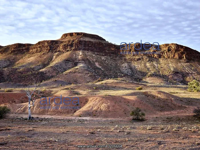 : Mount Chambers gorge, 60 km north east of Blinman : Mount Chambers gorge, 60 km north east of Blinman