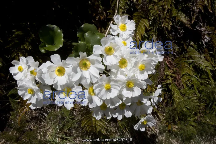 : Mount Cook Buttercup - Also known incorrectly as : Mount Cook Buttercup - Also known incorrectly as