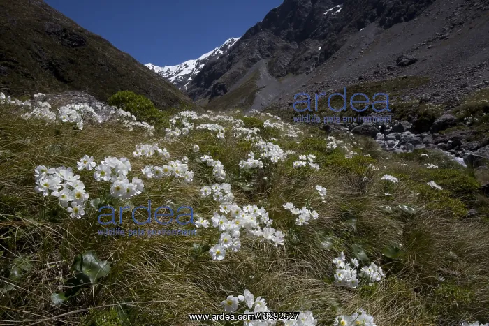 : Mount Cook Buttercup - Also known incorrectly as : Mount Cook Buttercup - Also known incorrectly as