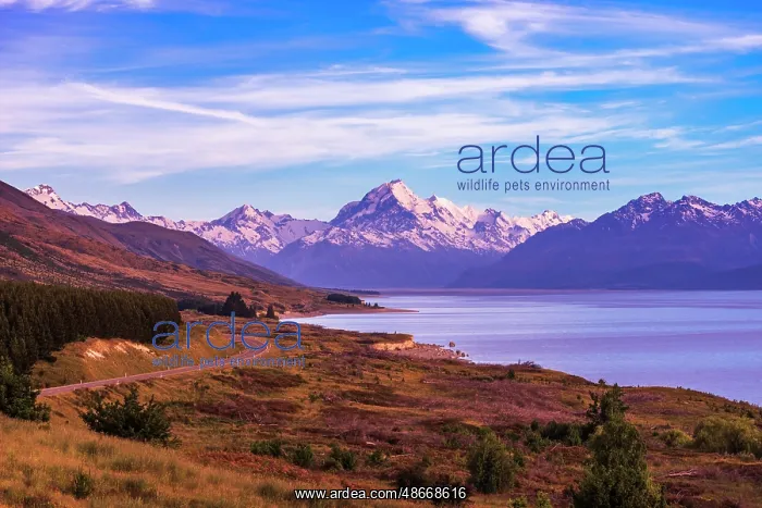 : Mount Cook above Lake Pukaki, Aoraki Mount Cook National : Mount Cook above Lake Pukaki, Aoraki Mount Cook National