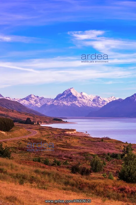 : Mount Cook above Lake Pukaki, Aoraki Mount Cook National : Mount Cook above Lake Pukaki, Aoraki Mount Cook National
