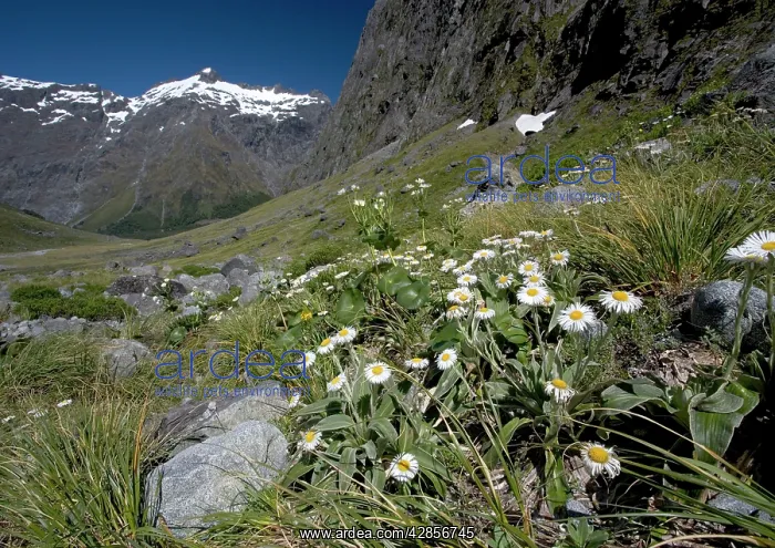 : Mount Cook Lily (Ranunculus lyalii) and Large Mountain : Mount Cook Lily (Ranunculus lyalii) and Large Mountain