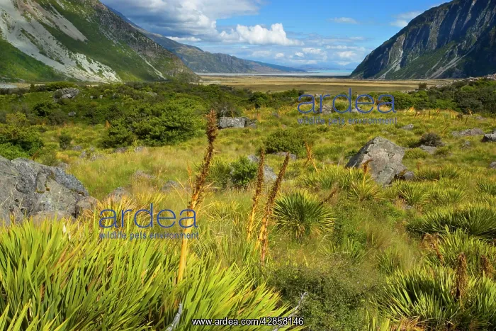 : Mount Cook National Park - view from the entrance : Mount Cook National Park - view from the entrance