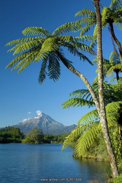 : Mount Egmont - lake, tree ferns and perfectly cone-shaped : Mount Egmont - lake, tree ferns and perfectly cone-shaped