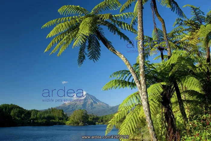 : Mount Egmont - lake, tree ferns and perfectly cone-shaped : Mount Egmont - lake, tree ferns and perfectly cone-shaped