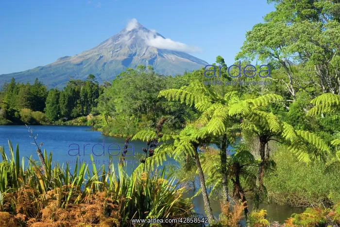 : Mount Egmont - lake, tree ferns and perfectly cone-shaped : Mount Egmont - lake, tree ferns and perfectly cone-shaped