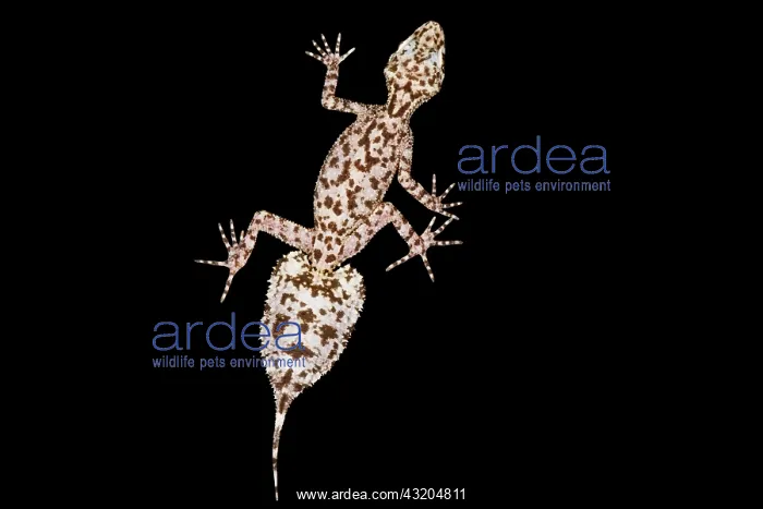  : Mount Elliot leaf-tailed gecko (Phyllurus amnicola)