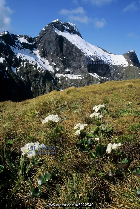 : Mount Elliot and Mount Cook Lilies at MacKinnon : Mount Elliot and Mount Cook Lilies at MacKinnon