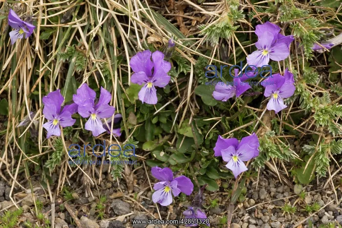 : Mount Etna Violet (pansy) : Mount Etna Violet (pansy)