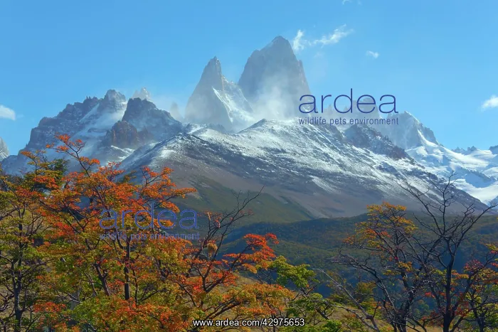 : Mount Fitz Roy - Cerro Fitz Roy and colourful Southern : Mount Fitz Roy - Cerro Fitz Roy and colourful Southern