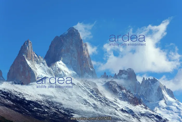 : Mount Fitz Roy - clouds gathering around Cerro Fitz Roy : Mount Fitz Roy - clouds gathering around Cerro Fitz Roy