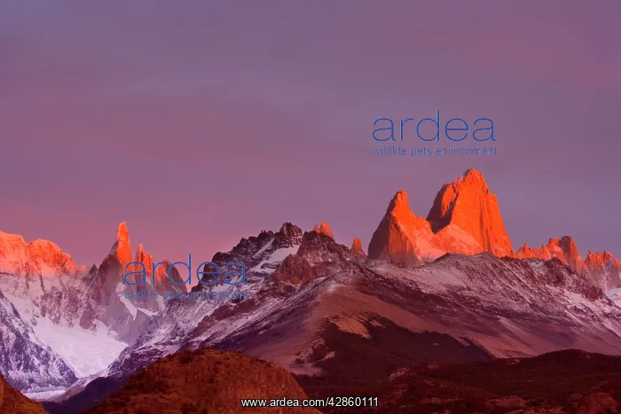 : Mount Fitz Roy at sunrise - alpenglow on Cerro : Mount Fitz Roy at sunrise - alpenglow on Cerro
