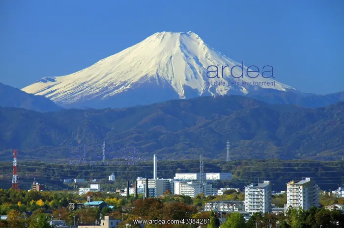 : Mount Fuji (3776 m), view from Western Tokyo Japan : Mount Fuji (3776 m), view from Western Tokyo Japan