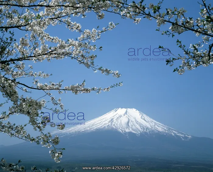  : Mount Fuji