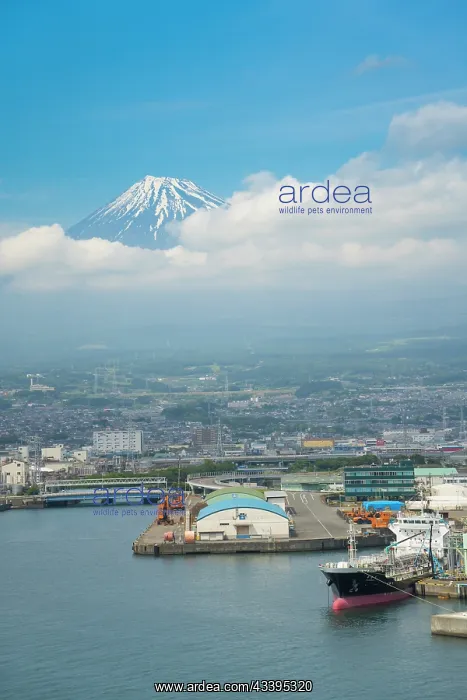 : Mount Fuji : Mount Fuji