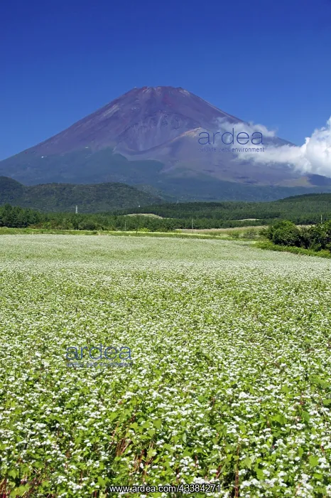 : Mount Fuji and buckwheat field Shizuoka Japan : Mount Fuji and buckwheat field Shizuoka Japan