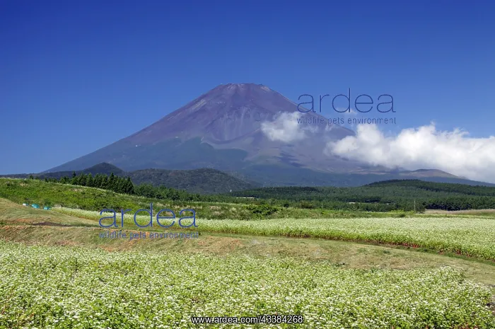 : Mount Fuji and buckwheat field Shizuoka Japan Asia : Mount Fuji and buckwheat field Shizuoka Japan Asia