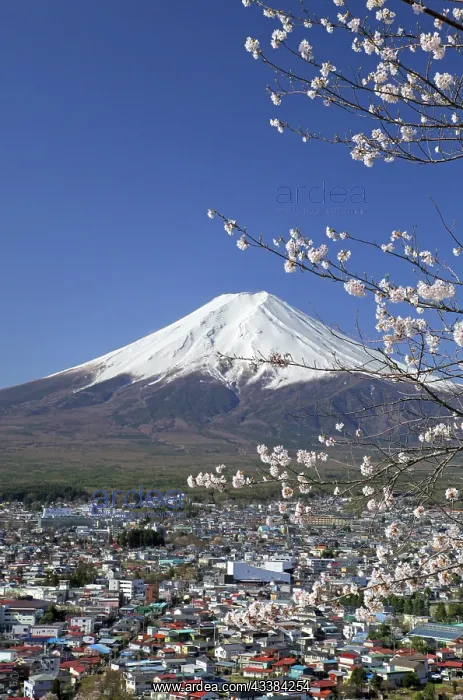 : Mount Fuji and cherry blossoms Fujiyoshida city Yamanashi Ja : Mount Fuji and cherry blossoms Fujiyoshida city Yamanashi Ja