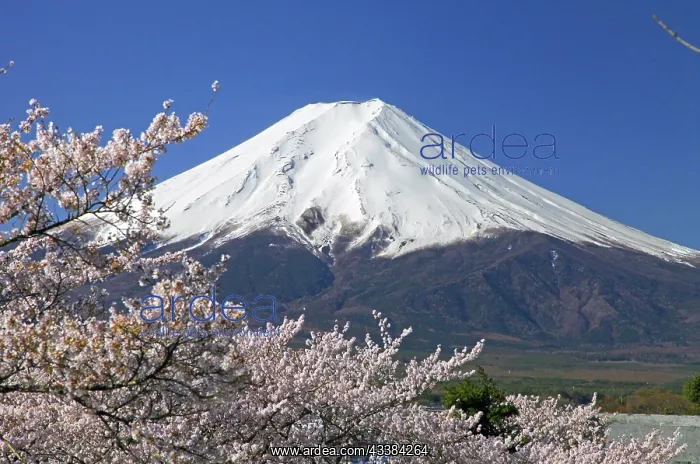 : Mount Fuji and cherry blossoms Fujiyoshida city Yamanashi Ja : Mount Fuji and cherry blossoms Fujiyoshida city Yamanashi Ja