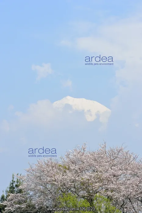: Mount Fuji and cherry blossoms, Japan : Mount Fuji and cherry blossoms, Japan