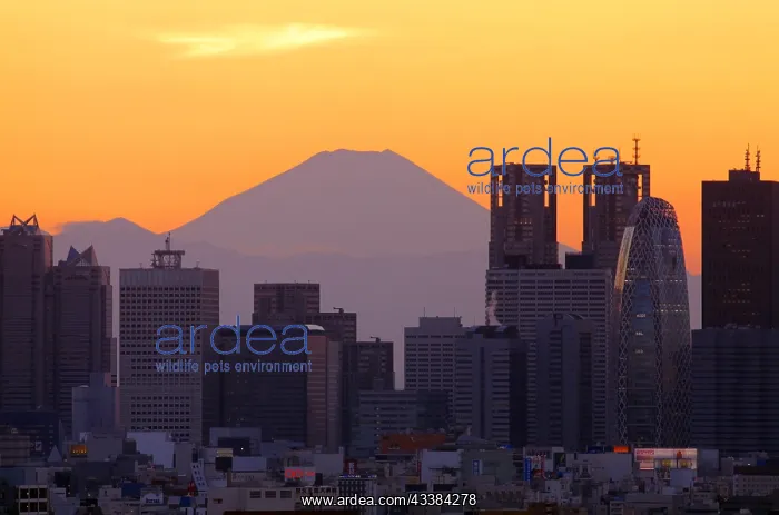 : Mount Fuji and Shinjuku skyscrapers after Sunset Tokyo Japan : Mount Fuji and Shinjuku skyscrapers after Sunset Tokyo Japan