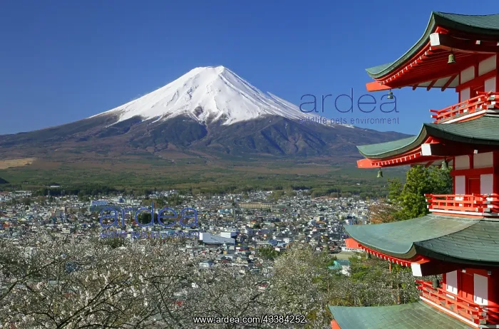 : Mount Fuji and five story pagoda Fujiyoshida city Yamanashi : Mount Fuji and five story pagoda Fujiyoshida city Yamanashi
