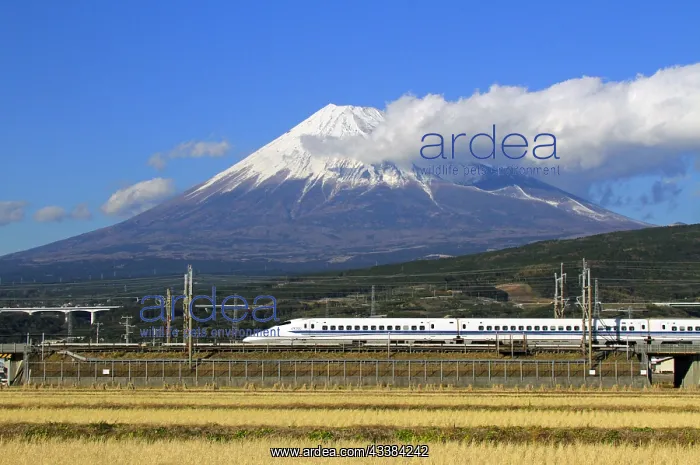 : Mount Fuji and Tokaido Shinkansen Shizuoka Japan Asia : Mount Fuji and Tokaido Shinkansen Shizuoka Japan Asia
