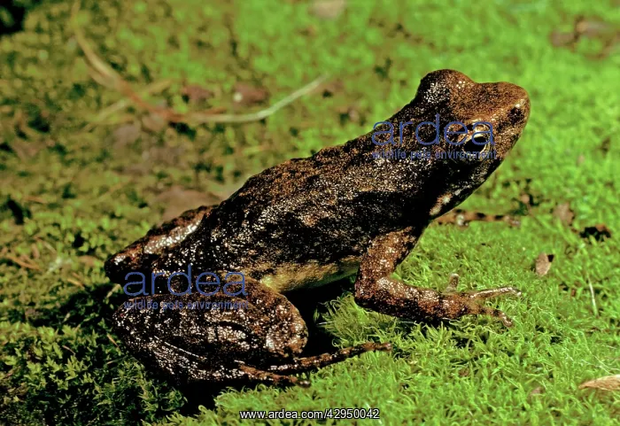 : Mount Glorious torrent / Southern day frog : Mount Glorious torrent / Southern day frog