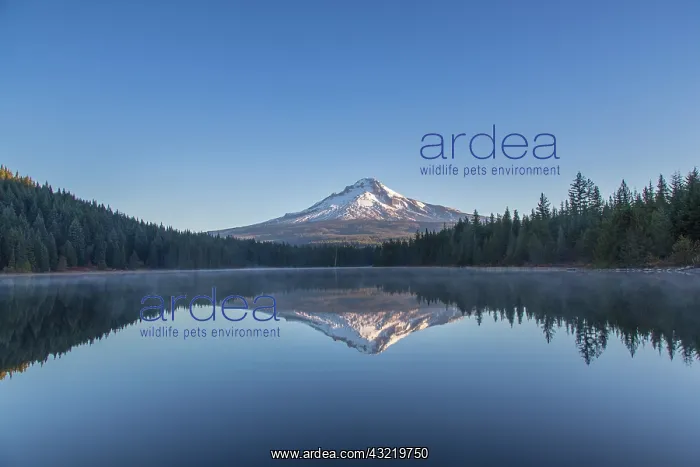 : Mount Hood reflects into calm waters of : Mount Hood reflects into calm waters of