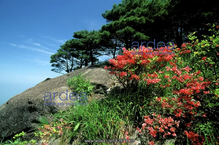 : Mount Huangshan 'The Yellow Mountains' : Mount Huangshan 'The Yellow Mountains'