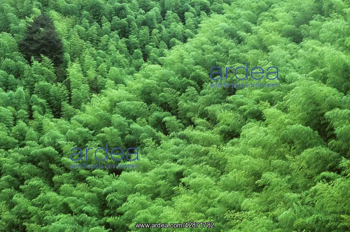: Mount Huangshan 'The Yellow MountainsI : Mount Huangshan 'The Yellow MountainsI