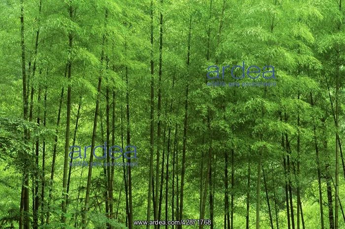 : Mount Huangshan 'The Yellow MountainsI Bamboo forest : Mount Huangshan 'The Yellow MountainsI Bamboo forest