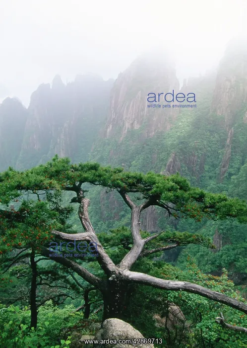: Mount Huangshan / Yellow Mountains, endemic pine : Mount Huangshan / Yellow Mountains, endemic pine